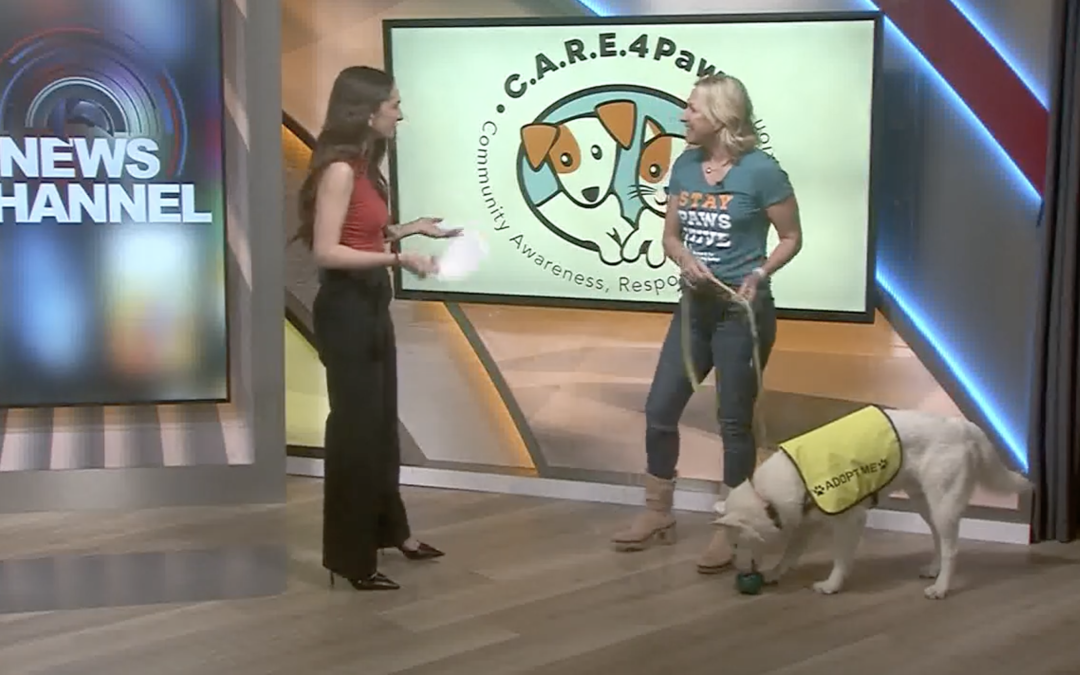 C.A.R.E.4Paws celebrates National Pet Day by sharing budget-friendly tips for affordable pet care